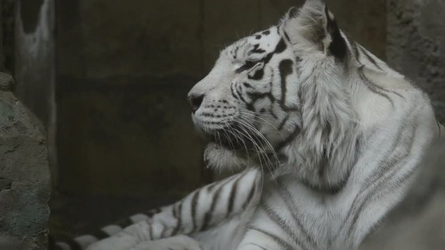 Portrait of bengal tiger in profile