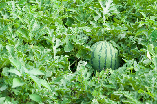 Watermelon on the green watermelon plantation in the summer,Agricultural watermelon field