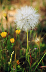 Dandelion in the forest