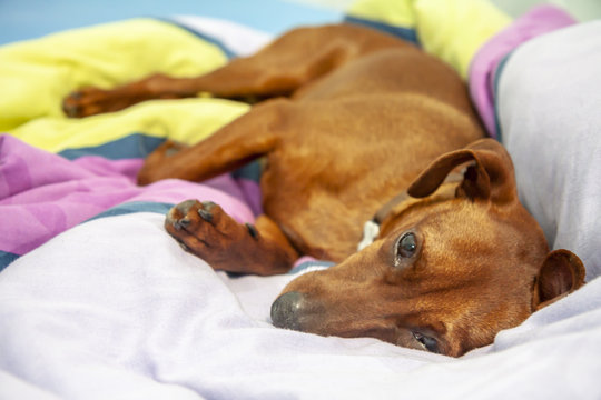 Miniature pinscher dog sleeping on a carpet