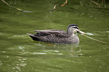 Pacific black duck