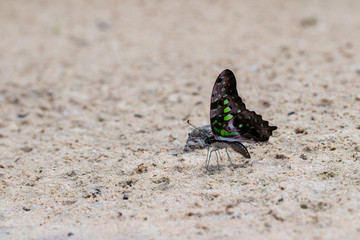 A beautiful butterfly very colorful in the nature