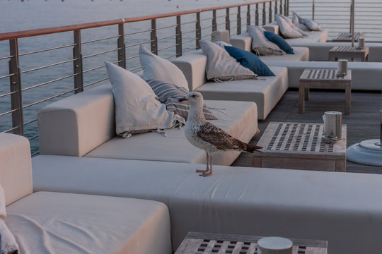proud seagull walking on empty cafe terrace