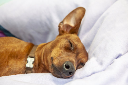 Miniature pinscher dog sleeping on a carpet