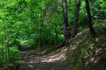 A path in a shady forest between trees, Carpathians, Ukraine.