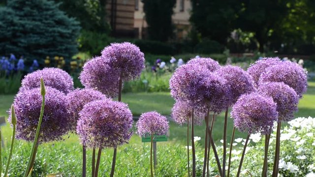 Purple flowers of garlic (Allium) shaking on wind
