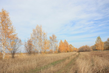 Fototapeta premium Sky trees horizon