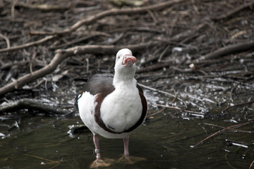 radjah duck