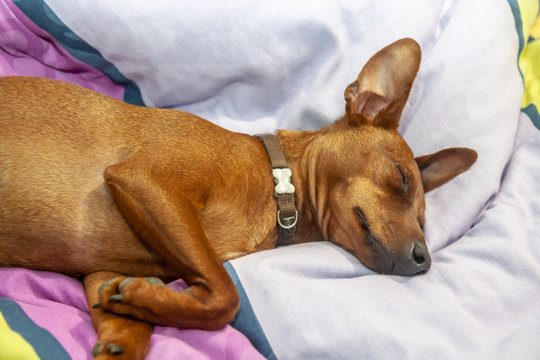 Miniature pinscher dog sleeping on a carpet