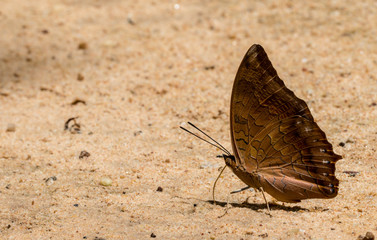 A beautiful butterfly in the nature background