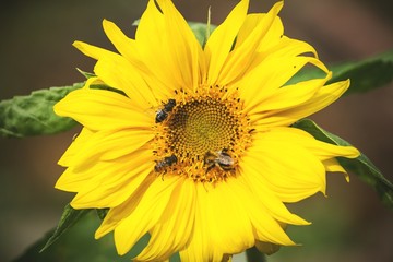 kwiat - Żólty słonecznik, lato i pszczoły - obrazy, fototapety, plakaty