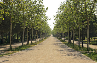 Fototapeta na wymiar Path in the park between trees