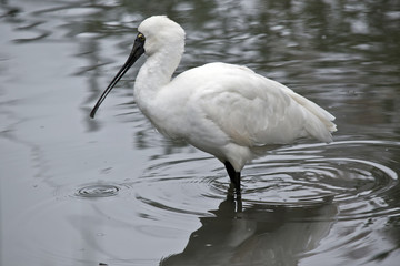 Royal spoonbill bird