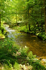 Flusslauf in der sächsischen Schweiz