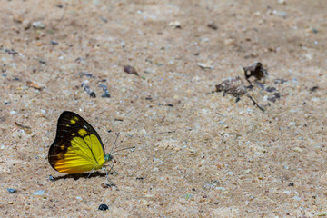 Fototapeta na wymiar The Orange Gull  butterfly in the nature background.The yellow butterfly is colorful