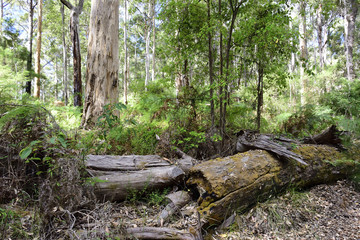 Welcome to the jungle