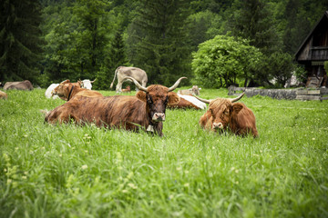 Schottisches Hochlandrind auf der Weide