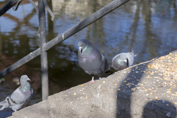 Columba livia domestica birds on river bank, pigeons picking grains