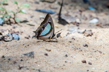 Butterfly name The Indian Yellow Nawab (Polyura jalysus jalysus) .
