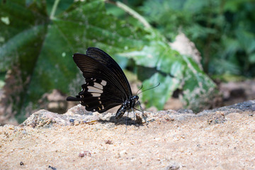 A beautiful  butterfly in the nature background.