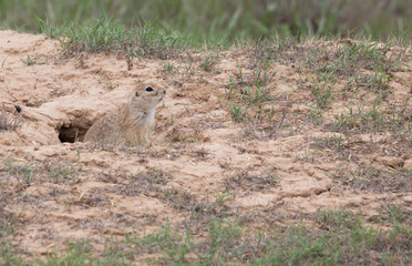 A curious gopher climbed out of the hole and looked around