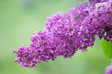 Branch blossoming lilac closeup