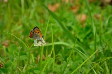 ヒメアカタテハ