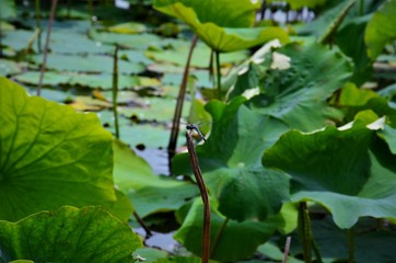 シオカラトンボと水連