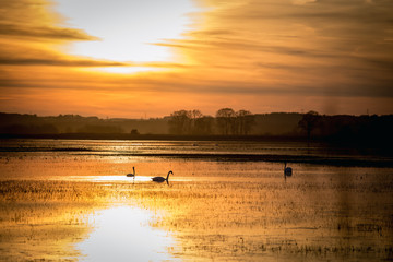 Swans on the water against the background of the sunset