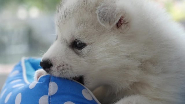 Cute siberian husky puppies playing in pet bed 