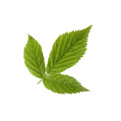 green leaf of raspberry isolated don white background