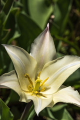 Tulip festival Ottawa Canada 2018.