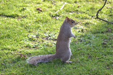 écureuil 
