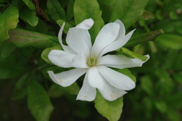 Magnolie