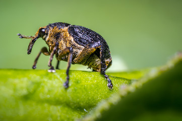 little weevil in my saison garden