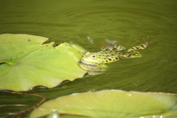 Frosch im Teich