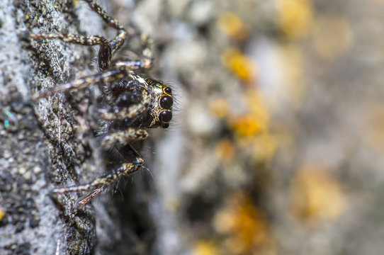 tiny zebra jumping spider is looking in wild nature