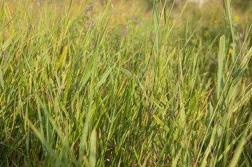 Fototapeta premium high green grass with bright summer sun