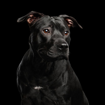 Adorable Portrait of Pitbull Dog Isolated on Black Background, front view