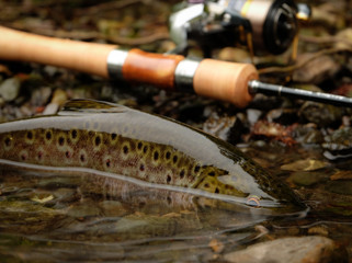Wild Brown Trout