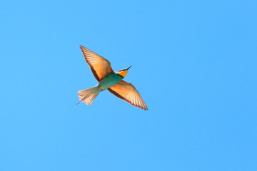 European bee-eater in flight, blue sky in background