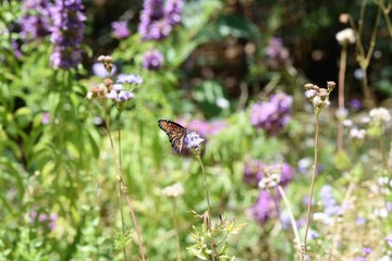 Butterfly on flower