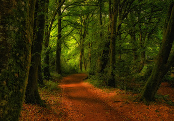 Obraz premium Irish landscapes