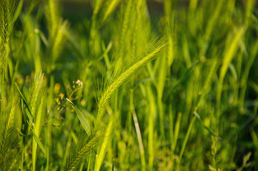 Close-up of wild wheat ear in the middle of lawn in a park at the city center of Bologna, an important, cultural and artistic city. Located in the Emilia-Romagna region, northern Italy