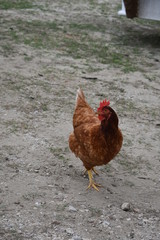 Brown chicken close up