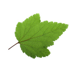 green leaf of black currant isolated on white background