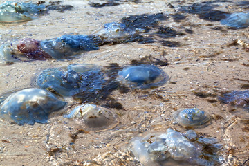Dead jellyfish (Rhizostoma) washed ashore on sea shore