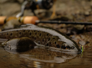 Wild Brown Trout