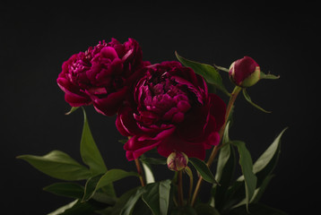 Large purple peony with green leaves on a dark background © sergign