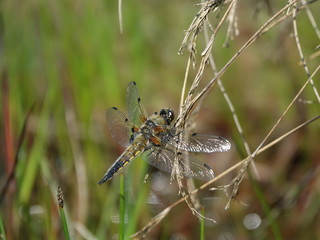 Four spotted chaser (Libellula quadrimaculata)